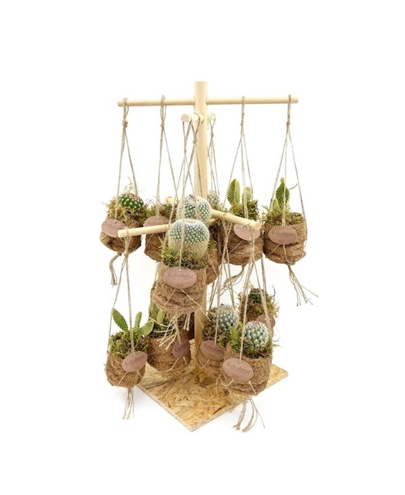 Kaktüs Ağacı Stand